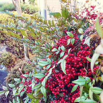 南天風水の投稿画像一覧 Greensnap グリーンスナップ