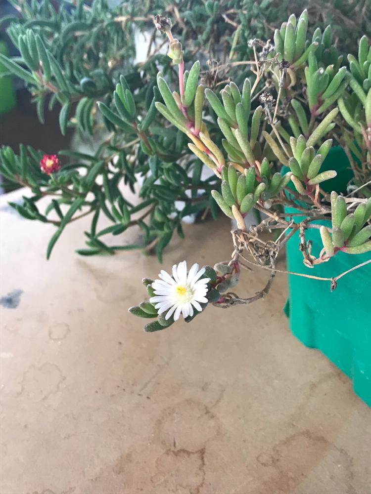 デロスペルマ 耐寒マツバギク の投稿画像 By まるぶんどうさん 成長記録と小輪マツバギクと小輪マツバギク 京花火 17月12月5日 Greensnap グリーンスナップ