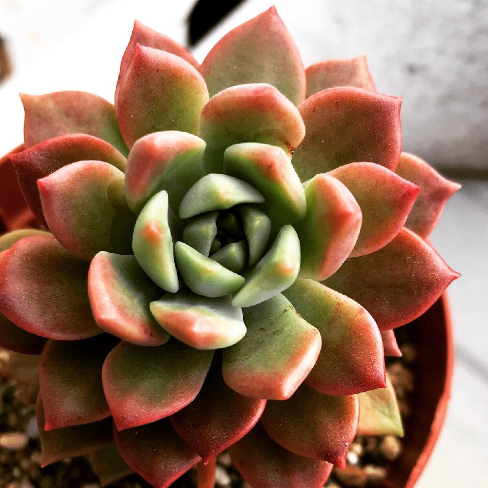 マッコスの投稿画像 By Yukaさん バルコニー ベランダと多肉植物と癒しと植中毒とエケベリア属とお一人様と多肉植物の紅葉と雨晒しと多肉初心者と 多肉植物と癒しと植中毒とエケベリア属とお一人様と多肉植物の紅葉と雨晒しと多肉初心者 17月12月5日 Greensnap