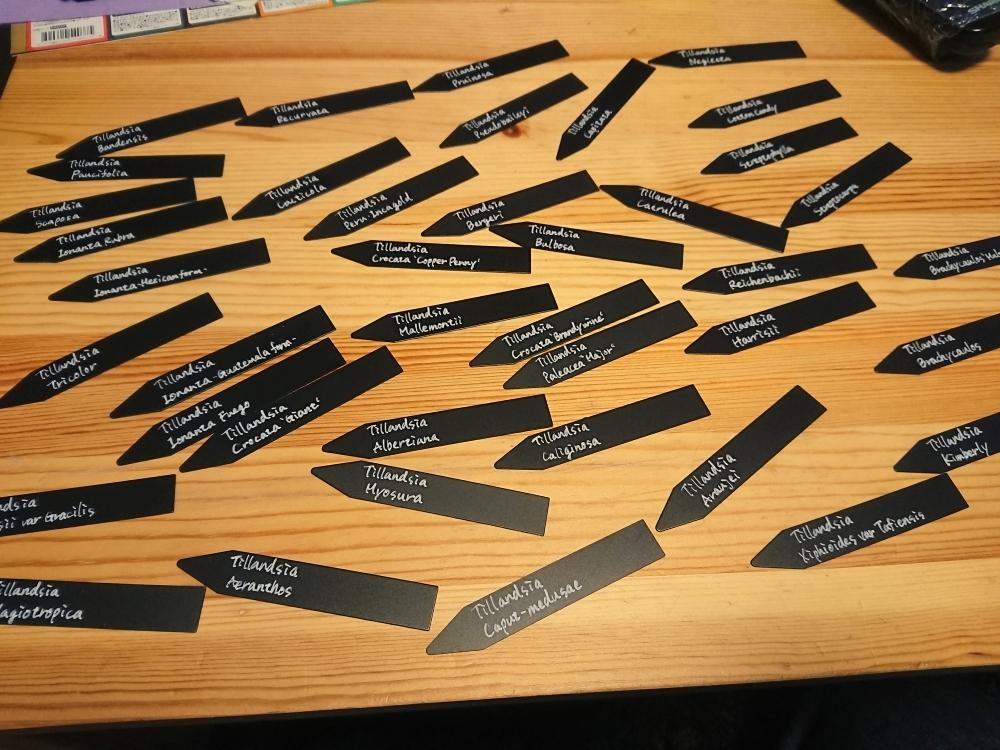 棚diyの投稿画像 By ちょこぼっさん 着生植物とタグ付けと冬支度とチランジア中毒者とエアープランツ チランジア 17月12月5日 Greensnap グリーンスナップ