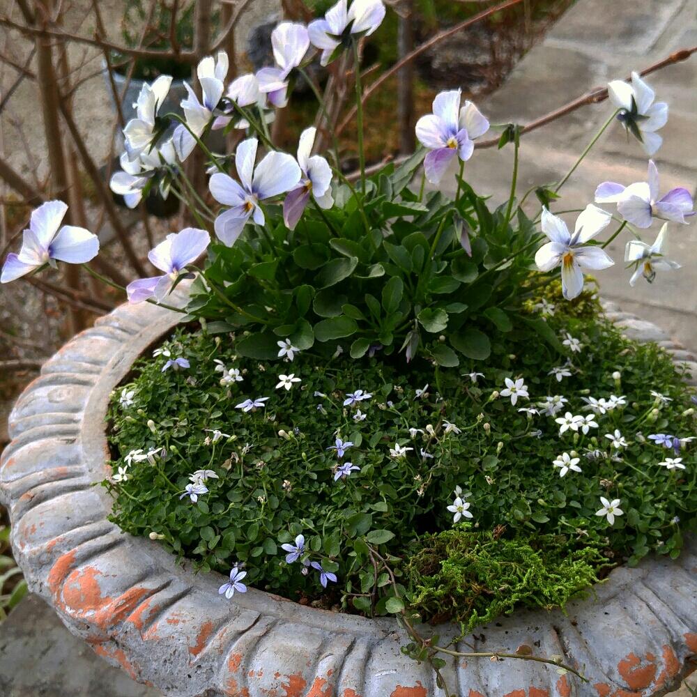 冬の寄せ植えの投稿画像 By Plantsさん 寄せ植えとプラティア と植中毒とビオラ寄せ植えと花のある暮らしとパピヨンワールド とフレンチテイストとナチュラルアンティークとナチュラルスタイルとビオラ パンジー 17月12月5日 Greensnap グリーンスナップ
