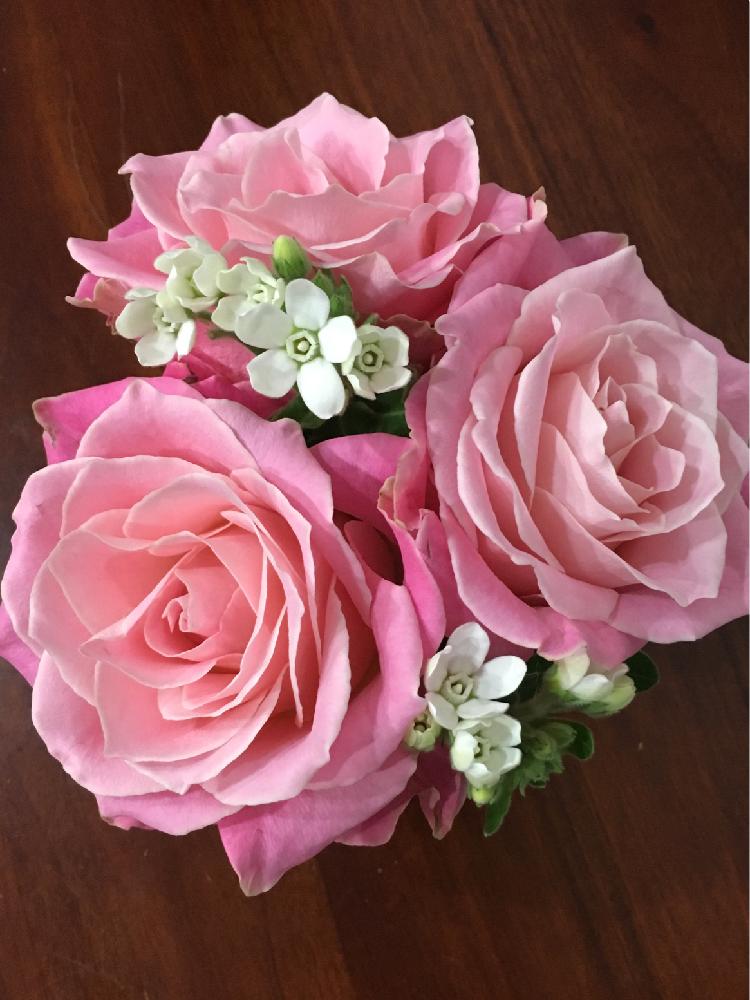 ばら バラ 薔薇の投稿画像 By えいかさん ピンクの花とホワイトスター 切り花とピンクと花のある暮らしと白い花と薔薇 17月12月6日 Greensnap グリーンスナップ