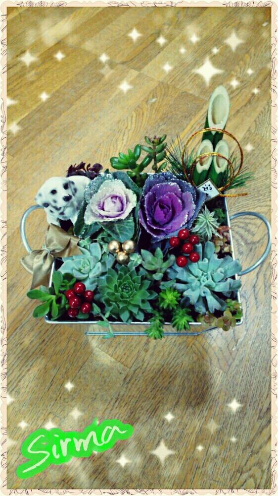 多肉植物の投稿画像 By Sirmaさん お正月寄せ植えとミニ門松と多肉箱庭と戌年とダイソー多肉と多肉大好きと親子多肉とセンスがほしいと多肉植物寄せ植えとジオラマと植中毒とタニラーとバルコニスト 17月12月6日 Greensnap グリーンスナップ