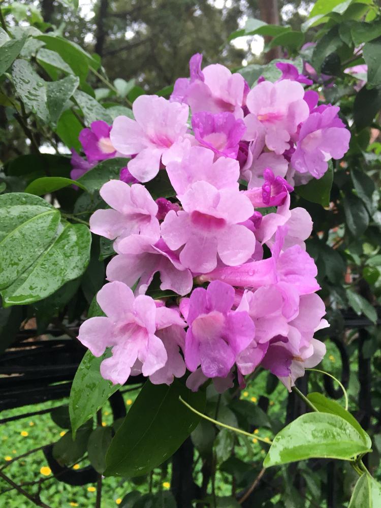 買物 ニンニクカズラ 葛 苗 株 観葉植物 かずら 人気品種 花咲き クリスマス 期間限定 のこりわずか Www iwearparts Com