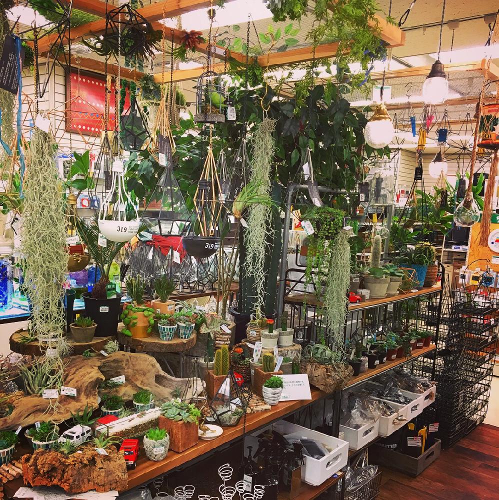 多肉の投稿画像 By ハナゾノハウスkyotoさん サボテンとエアープランツと観葉植物と植物のある暮らしとナチュラルインテリアと流木とナチュラルスタイル 17月12月7日 Greensnap グリーンスナップ