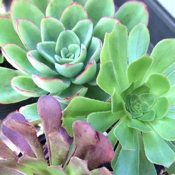 花の鶴の投稿画像一覧 Greensnap グリーンスナップ