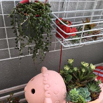 吉本花城園 の投稿画像一覧 Greensnap グリーンスナップ