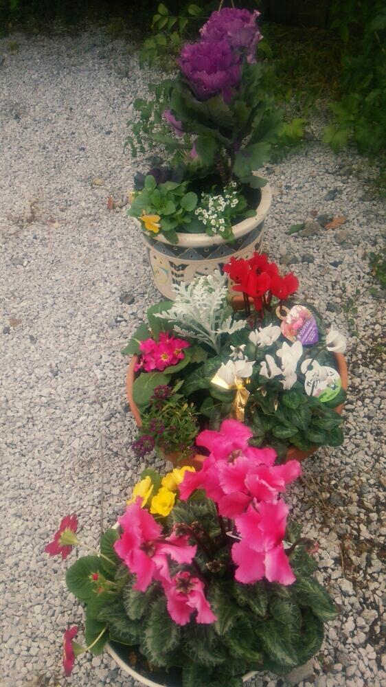 広い庭の投稿画像 By 松永種苗店 セメント町 さん 毎日楽しくと今日の一枚と寄せ植えとハマってますと毎日楽しくと今日の一枚と寄せ植えとハマってます 17月12月8日 Greensnap グリーンスナップ Greensnap グリーンスナップ 広い庭の投稿画像 By 松永種苗店 セメント町 さん 毎日楽しくと今日の一枚と寄せ植えとハマってますと毎日楽しくと今日の一枚と寄せ植えとハマってます 17月12月8日 Greensnap グリーンスナップ Greensnap グリーンスナップ