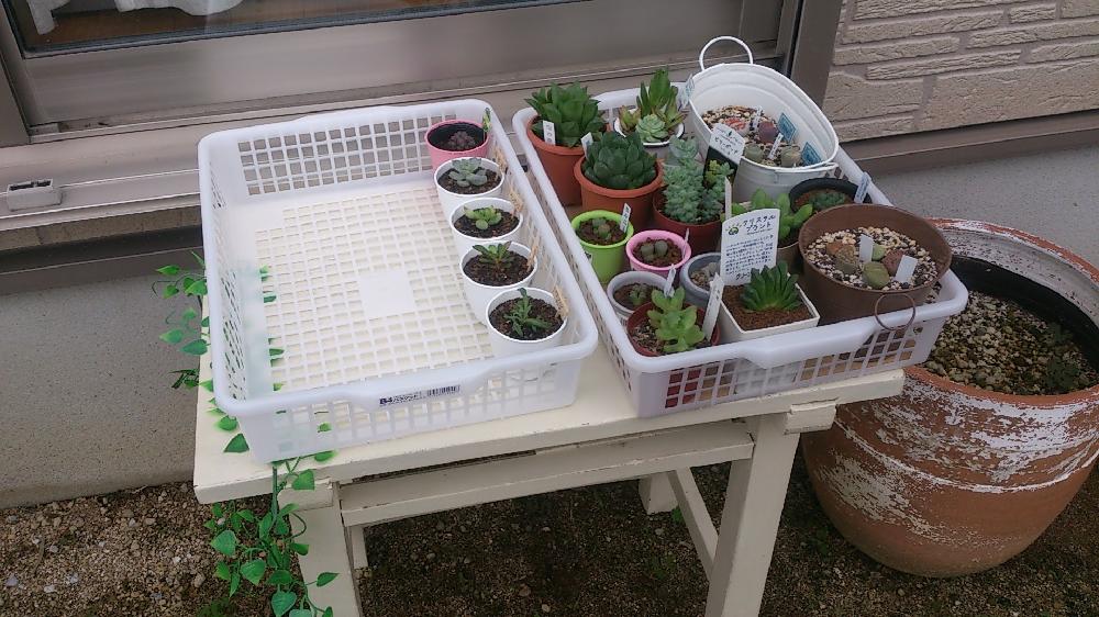 リトープスの投稿画像 By くりごはんさん ハオルチアと多肉植物と溢れる多肉愛と腹の肉と多肉台と熊本と100均とb4トレイと多肉トレイと植中毒とセリアとタニラー 17月12月8日 Greensnap グリーンスナップ