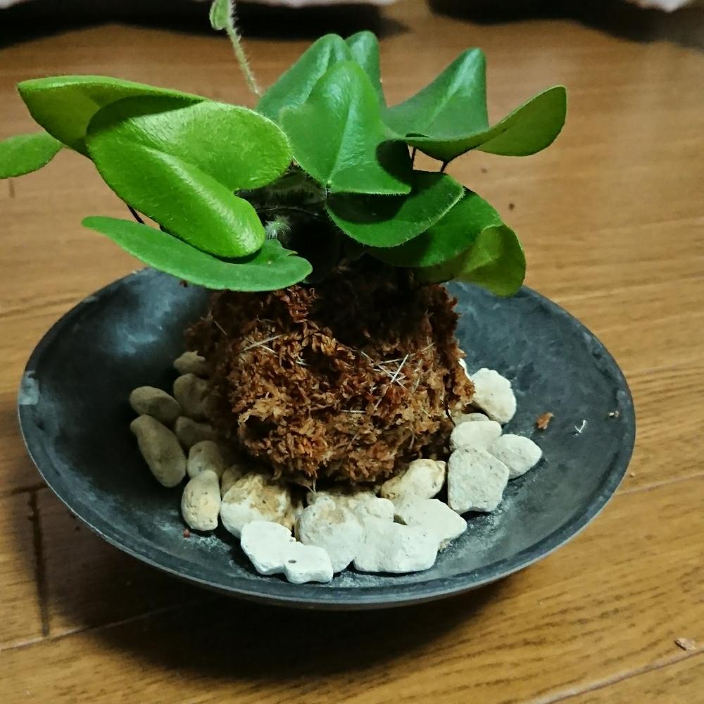 ハートファンの投稿画像 By さりーさん 植中毒と観葉植物とシダ植物 17月12月8日 Greensnap グリーンスナップ