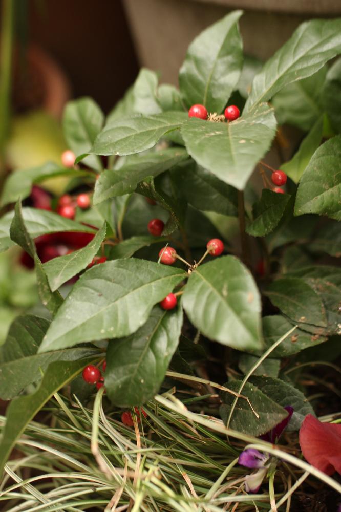 Ardisia Japonica ヤブコウジの投稿画像 By Pabkaさん 花の実と庭木と常緑低木と実のなる木と別名十両 17月12月9日 Greensnap グリーンスナップ