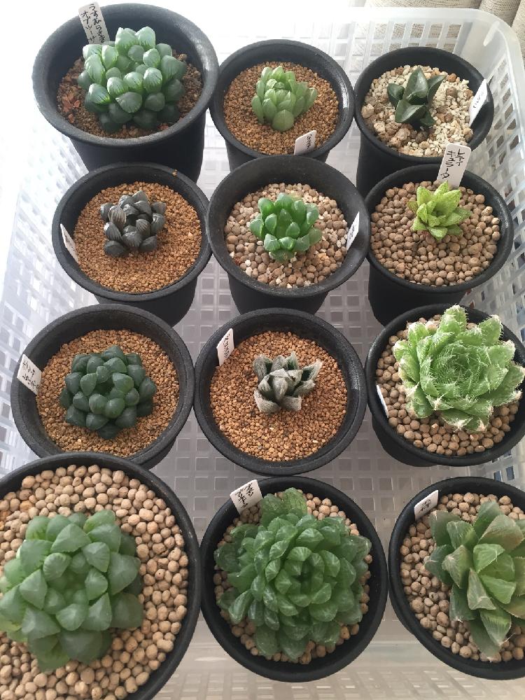 オブツーサの投稿画像 By りんごさん シンビフォルミス グラキリデリネアータと玉梓とオブツーサ トゥルンカータとベヌスタと羽衣と紫オブツーサと ハオルチア 水晶占いとレティキュラータとうす紫オブツーサとうすむらさきオブツーサとトランシエンスとハオルチア オブツーサの投稿画像 By りんごさん シンビフォルミス グラキリデリネアータと玉梓とオブツーサ トゥルンカータとベヌスタと羽衣と紫オブツーサと ハオルチア 水晶占いとレティキュラータとうす紫オブツーサとうすむらさきオブツーサとトランシエンスとハオルチア