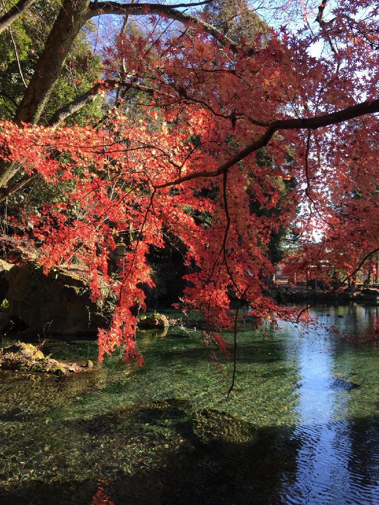 無加工の投稿画像 By Tirolchocoさん 湧き水と 紅葉 コンテストと透明な水と日本の名水百選と綺麗な池と紅葉 こうよう と栃木県佐野市と 赤色植物 コンテストと出流原弁天池と綺麗 17月12月9日 Greensnap グリーンスナップ