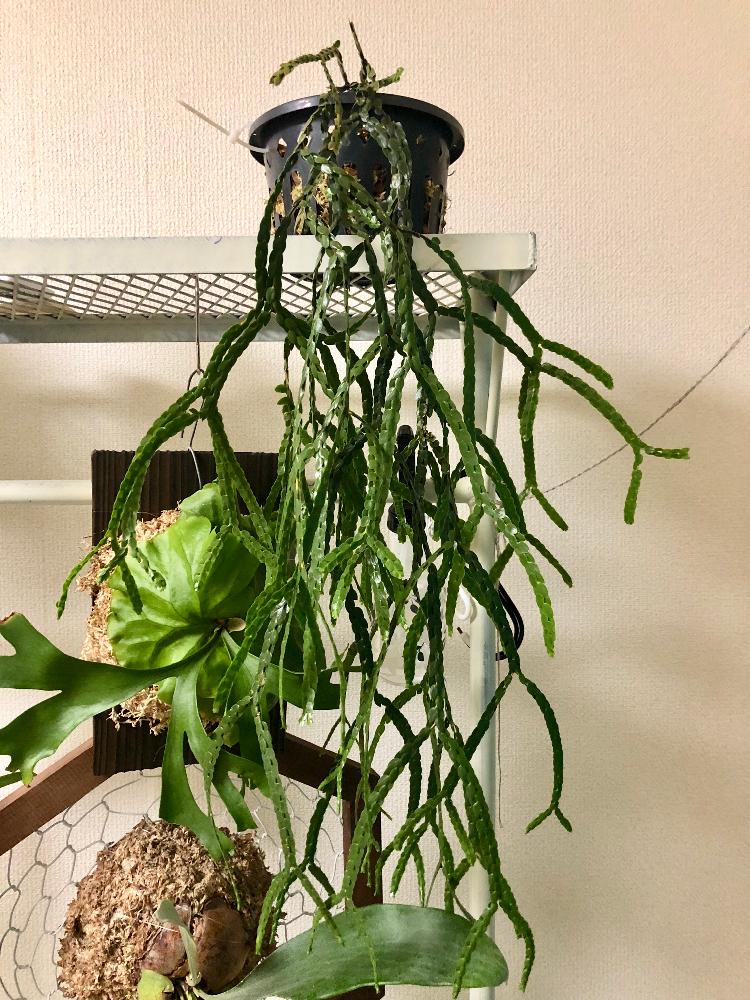 リコポディウムの投稿画像 By モカさん 観葉植物とグリーンインテリアと植中毒と花のある暮らし 17月12月9日 Greensnap グリーンスナップ