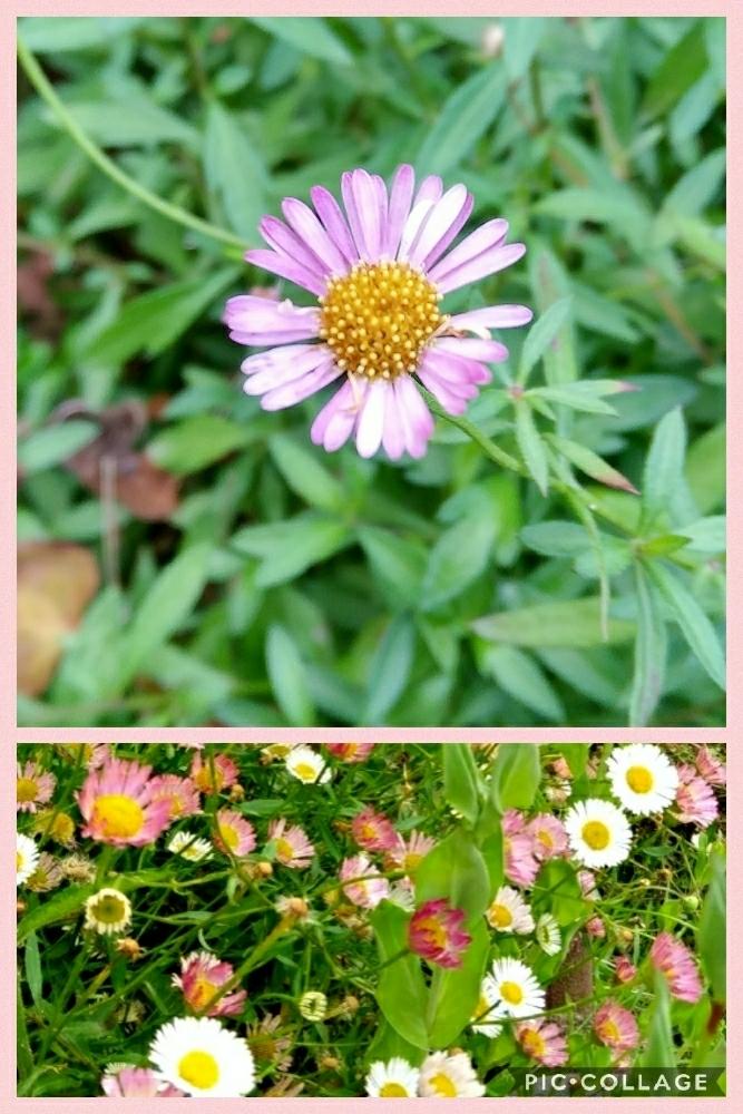 エリゲロンの投稿画像 By まりの庭さん 広い庭と種からと種から 17月12月10日 Greensnap グリーンスナップ Greensnap グリーンスナップ