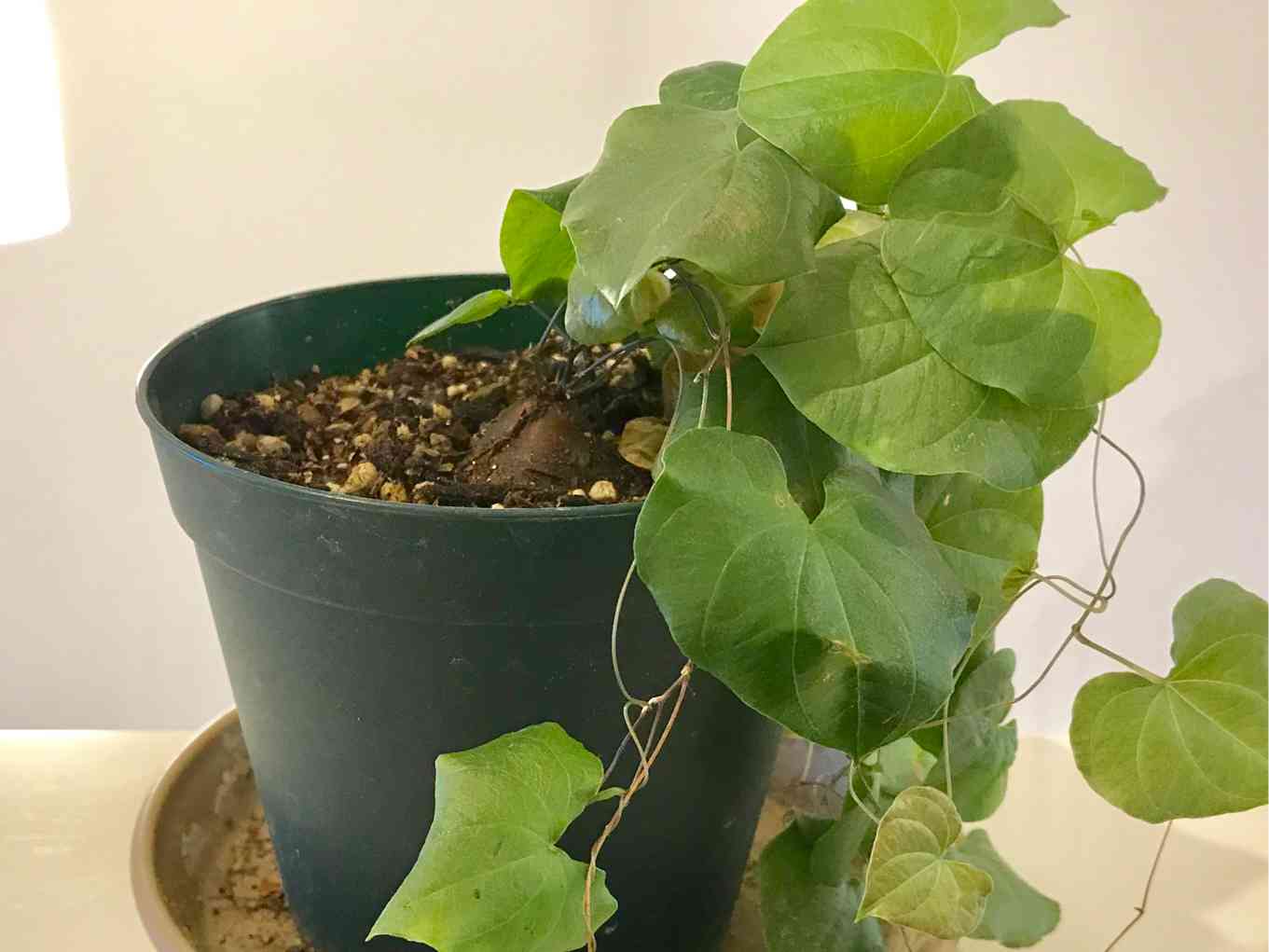 アフリカ亀甲竜の実生栽培記録🐢｜🍀GreenSnap（グリーンスナップ）