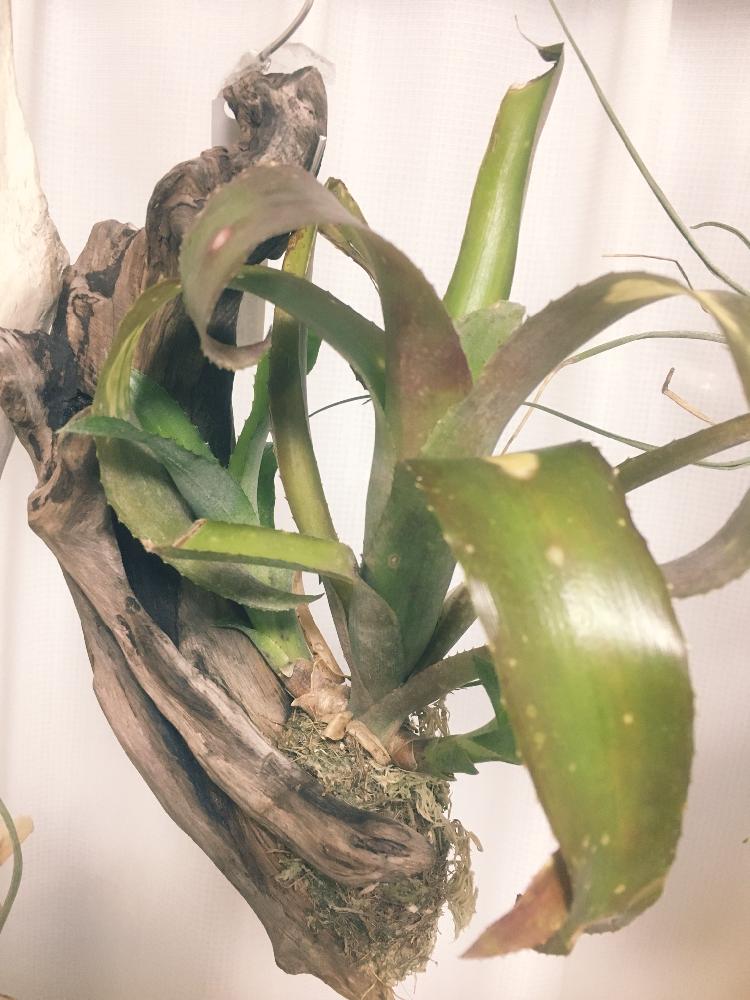 ビルベルギア テキーラサンセットの投稿画像 By 鈴蘭さん 着生植物と植物のある暮らしとボタニカルライフとビルベルギア テキーラサンセットとno Green No Lifeと植欲とborderbreakと植中毒と今日の一枚と新入りさんとボーダーブレイク 17月12月10日 Greensnap