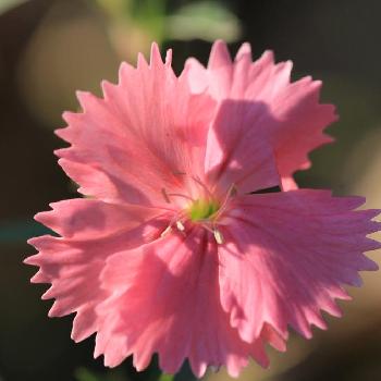 テルスターの投稿画像一覧 Greensnap グリーンスナップ