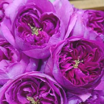 ブルジョア バラの投稿画像一覧 Greensnap グリーンスナップ