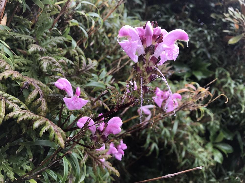 ピンクの花の投稿画像 By 山と海ガールさん 山の花とハイキング 登山と登山道と花のある暮らしと登山 17月12月11日 Greensnap グリーンスナップ