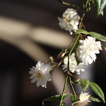 ランブラーローズの画像 by pabkaさん | 小さな庭とSnow Goose（ER)とランブラーローズと香りの花と四季咲きとつるバラスノーグースと白い花