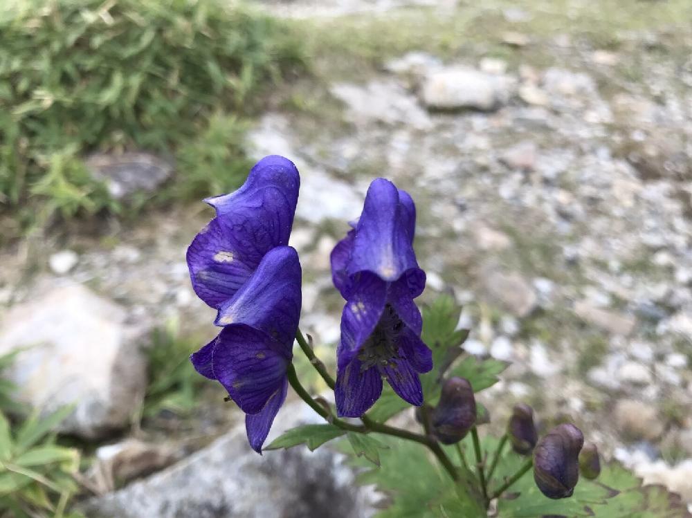 トリカブトの投稿画像 By 山と海ガールさん 山道と青色の花と青い花とハイキング 登山と登山道と花のある暮らしと登山と山登り 17月12月11日 Greensnap グリーンスナップ