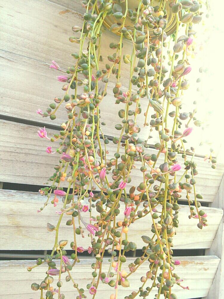 斑入りグリーンネックレスの投稿画像 By Green Ballさん 多肉植物と小さなお花と伸びてきた といい感じ とほんのりピンクとガーデニングと垂れ下がり系とかわいいな 17月12月11日 Greensnap グリーンスナップ