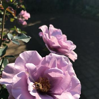 紫の園の画像 by MIさん | お出かけ先とバラと紫の園と横浜イングリッシュガーデンと薔薇愛同盟