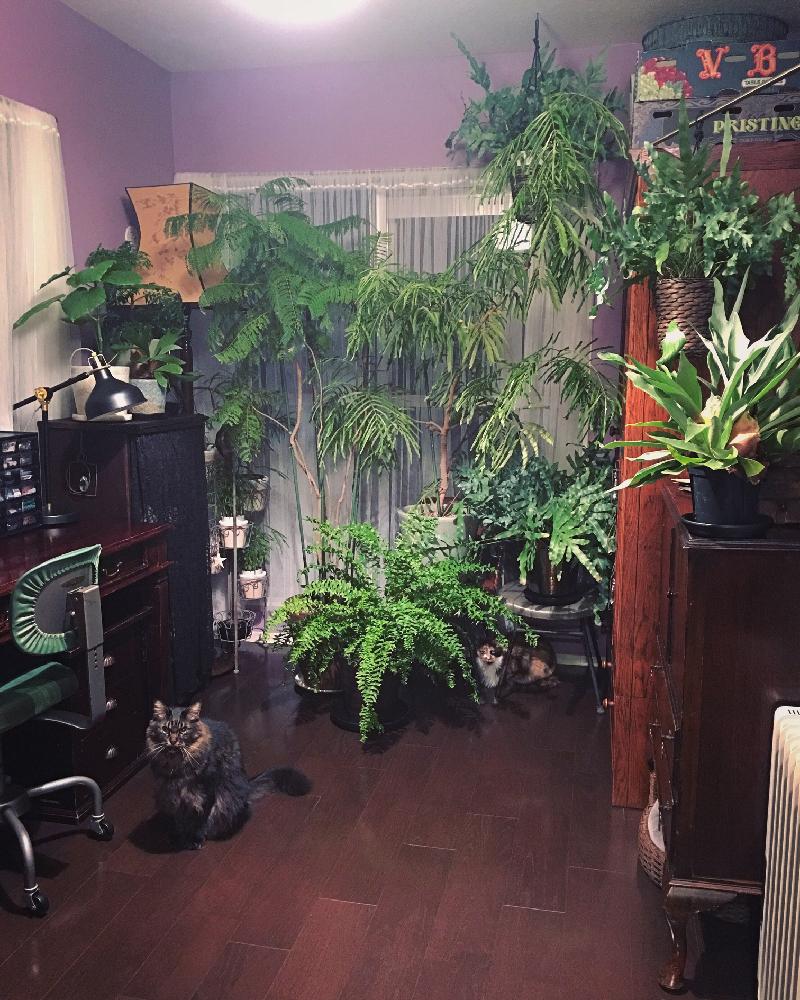 観葉植物の投稿画像 By Lalarin123さん 窓辺の植物たちと室内ジャングルと部屋の全景と猫達 17月12月11日 Greensnap グリーンスナップ