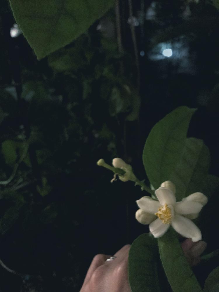 ポンテローザの投稿画像 By Ringoさん レモンと素晴らしい香りと鉢植え果実と果実とレモンの木と頂き物と咲いた 17月12月11日 Greensnap グリーンスナップ