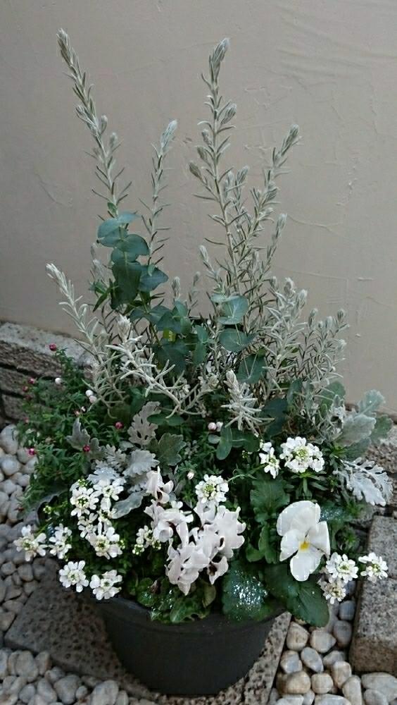 ビオラ パンジーの投稿画像 By 葉子さん ユーカリ と冬の寄せ植えと寄せ植えと花かんざし とシクラメン と植中毒とエレモフィラ ニベア と宿根イベリス とカインズ千葉ニュータウン店と シロタエギクと花のある暮らしとクリスマス 17月12月12日 Greensnap