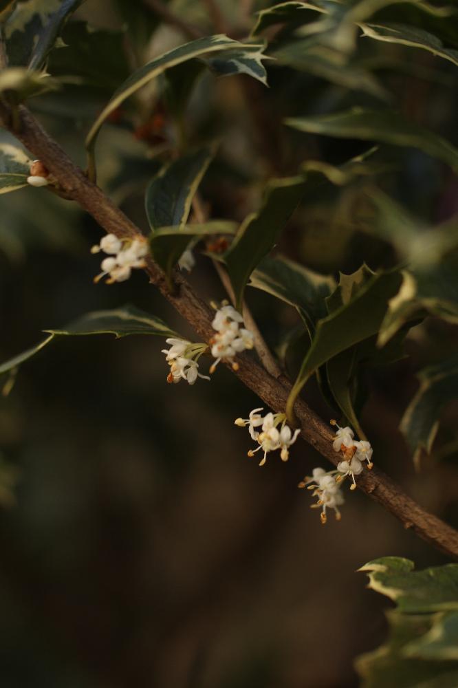 Osmanthus Heterophyllus 斑入りヒイラギの投稿画像 By Pabkaさん Leaf 葉と香りの花と庭木と常緑低木と斑入り葉 17月12月12日 Greensnap グリーンスナップ
