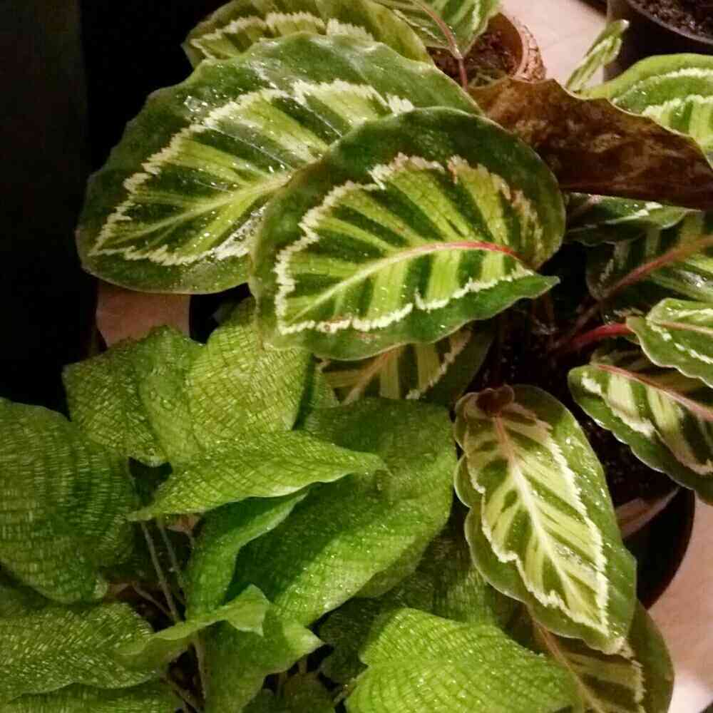 カラテアエンペラー（サンプル）