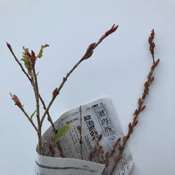 赤目柳の投稿画像一覧 Greensnap グリーンスナップ