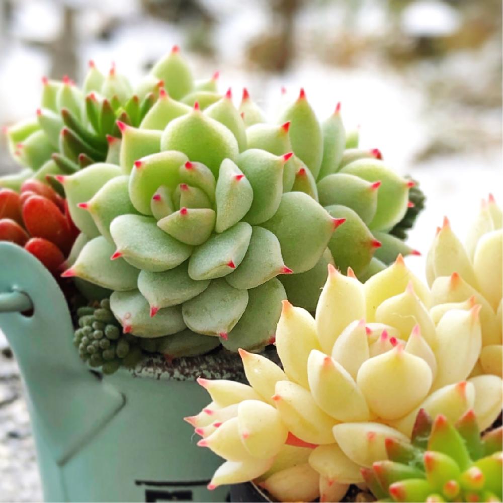 静夜の投稿画像 By Dragonflyさん セダム属と多肉植物とわが家の多肉スペースとマクロ撮影とエケベリア属とタニラーと赤いツメとiphone撮影 17月12月12日 Greensnap グリーンスナップ