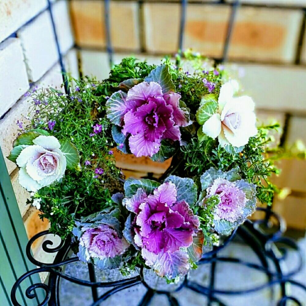 ハボタンの投稿画像 By Aki Nakさん ありがとう と寄せ植えと今日の一枚と可愛い と葉牡丹リースと花のある暮らしと自己満足 W と Xmas17 フォトコンと Weekend Flower とgs映え 17月12月12日 Greensnap グリーンスナップ ハボタンの投稿画像 By Aki Nakさん ありがとう と寄せ植えと今日の一枚と可愛い と葉牡丹リースと花のある暮らしと自己満足 W と Xmas17 フォトコンと Weekend Flower とgs映え 17月12月12日 Greensnap グリーンスナップ