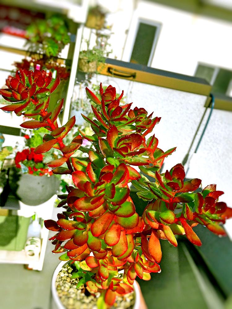 天狗の舞の投稿画像 By リキオウさん 多肉植物と寒さに負けないと 紅葉 コンテストとベランダガーデニングと植中毒と意地でも外管理と紅葉 こうよう とタニラーと 赤色植物 コンテストとバルコニストとクラッスラ属 17月12月12日 Greensnap グリーンスナップ 天狗の舞の投稿画像 By リキオウさん 多肉植物と寒さに負けないと 紅葉 コンテストとベランダガーデニングと植中毒と意地でも外管理と紅葉 こうよう とタニラーと 赤色植物 コンテストとバルコニストとクラッスラ属 17月12月12日 Greensnap グリーンスナップ
