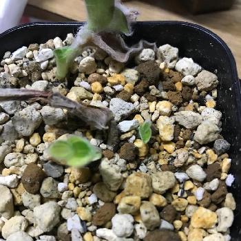 トランスカンティア シラモンタナの投稿画像一覧 Greensnap グリーンスナップ