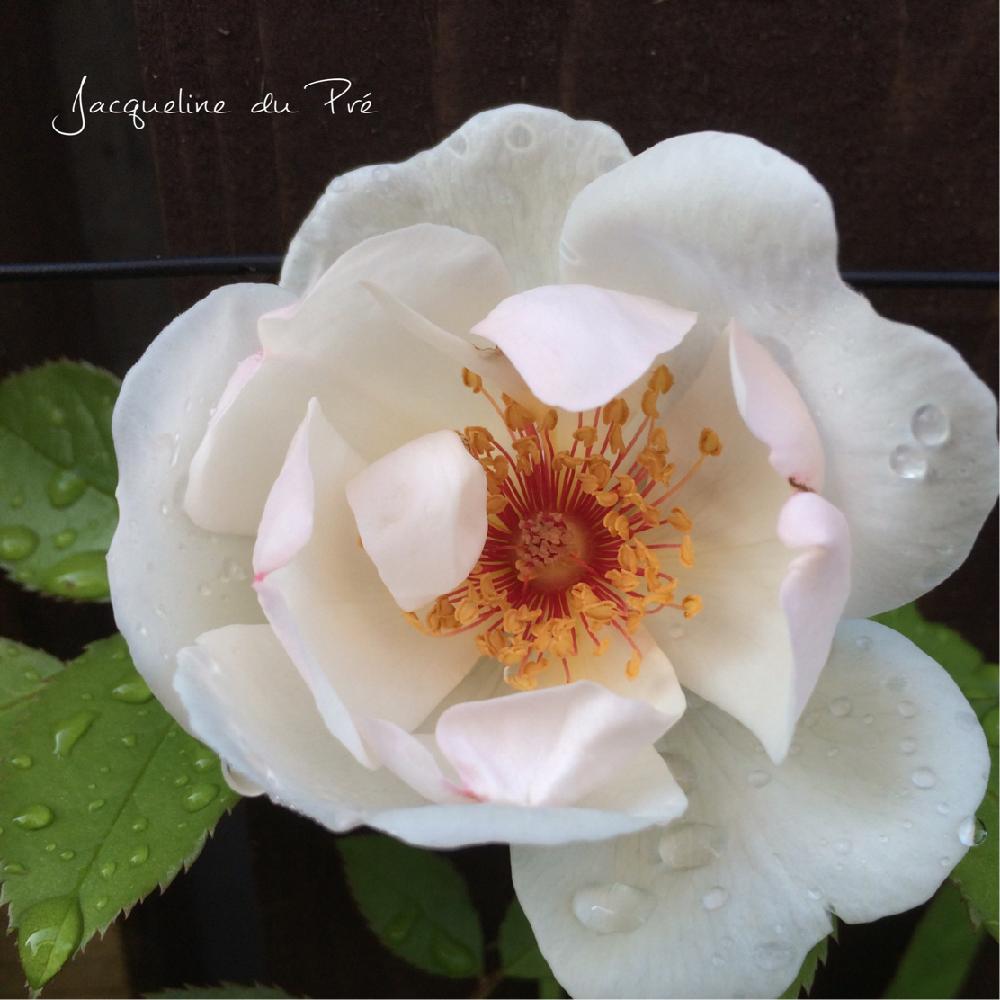 我が家のつるバラ その他 Greensnap グリーンスナップ