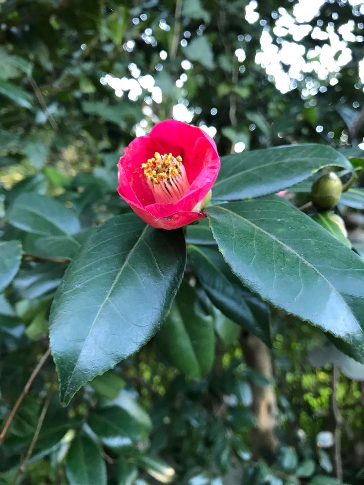 ワビスケツバキの投稿画像 By 檀 Mayumiさん 薮椿とワビスケ 椿と椿かな と放ったらかしの庭 17月12月12日 Greensnap グリーンスナップ