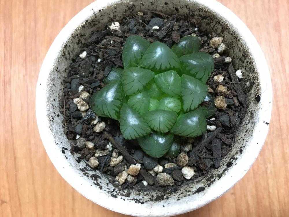 ハオルチア オブツーサ Greensnap グリーンスナップ