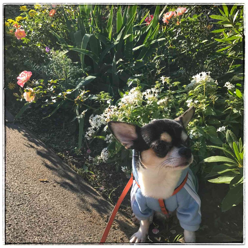 ももこさんの山下公園への投稿