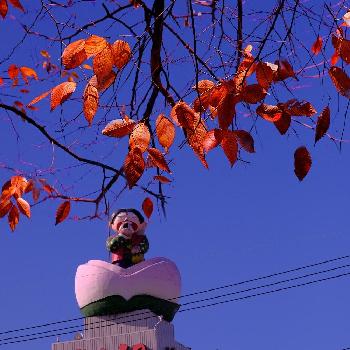 おにぎりの桃太郎の投稿画像一覧 Greensnap グリーンスナップ おにぎりの桃太郎の投稿画像一覧 Greensnap グリーンスナップ