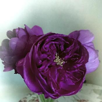 ブルジョア バラの投稿画像一覧 Greensnap グリーンスナップ