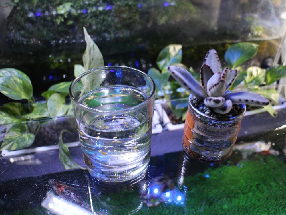 部屋の投稿画像 By Toshi yさん 多肉植物とウォータープラントと水槽とタニク初心者と多肉初心者とアクアテラリウムと多肉 植物とウォータープラントと水槽とタニク初心者と多肉初心者とアクアテラリウム 17月12月14日 Greensnap グリーンスナップ
