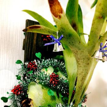 シダわせの画像 by きつねさん | 部屋と着生植物と花のない暮らしと観葉植物と華のある暮らしと【Xmas2017】フォトコンとシダ植物とビカクシダ属とシダわせとferntasticとビカクリスマスとPlatyceriumとシダニウムとクリスマス吊りーとHillii XmasとPlatyceriuMerryXmasと野生のXmas