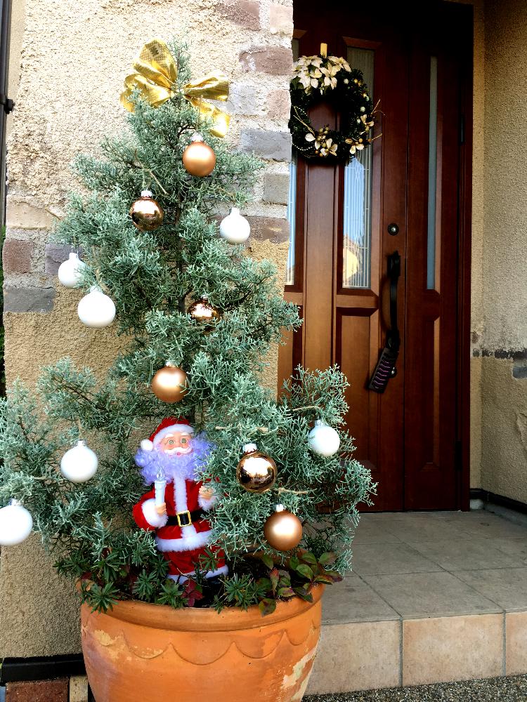 90％以上節約 虹のショップブルービッカーマンカーメルパインクリスマスツリー