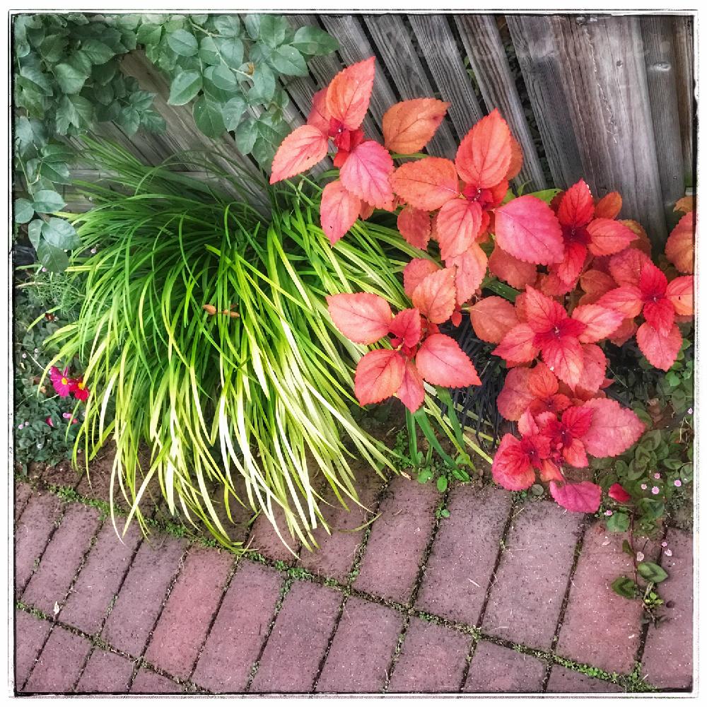 ポリゴナム ヒメツルソバ の投稿画像 By ももこさん お出かけ先とカラーリーフと赤系とお写んぽと花壇と横浜イングリッシュガーデンとカラーリーフと赤系とお写んぽと花壇と横浜イングリッシュガーデン 17月12月15日 Greensnap グリーンスナップ