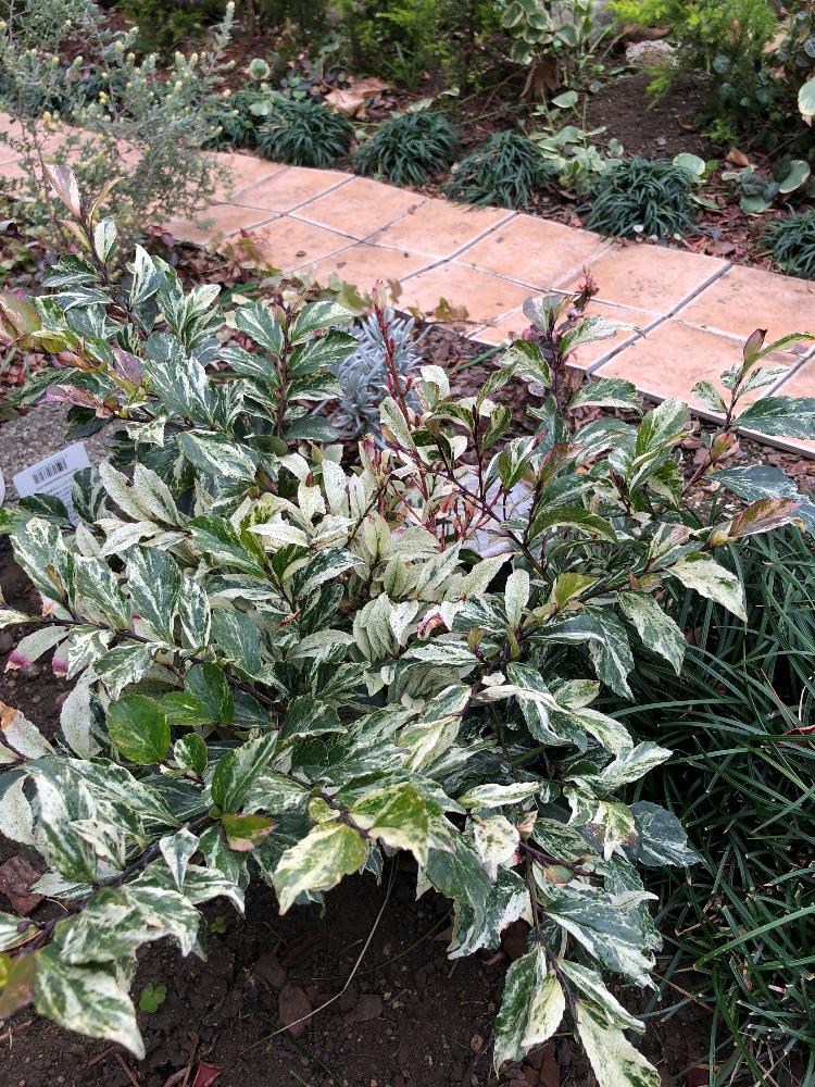 斑入りヒサカキ 残雪の投稿画像 By らりるん さん カラーリーフと植木とマイガーデンと斑入りの葉っぱ 17月12月15日 Greensnap グリーンスナップ
