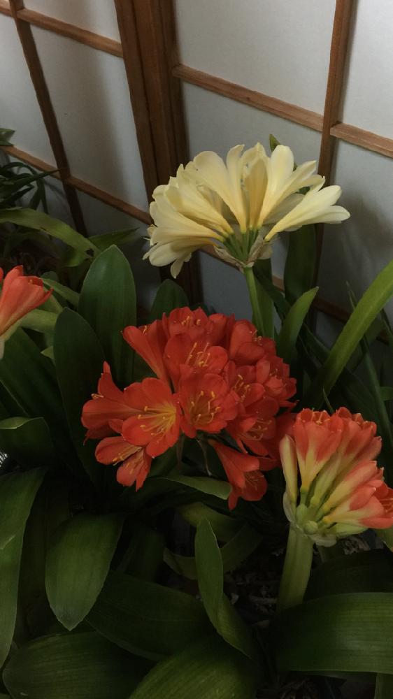 君子蘭の投稿画像 By アマリリスさん 花のある暮らしと春が待ち遠しい と綺麗に咲いてね とオレンジ色の花とクンシラン オレンジ 17月12月15日 Greensnap グリーンスナップ